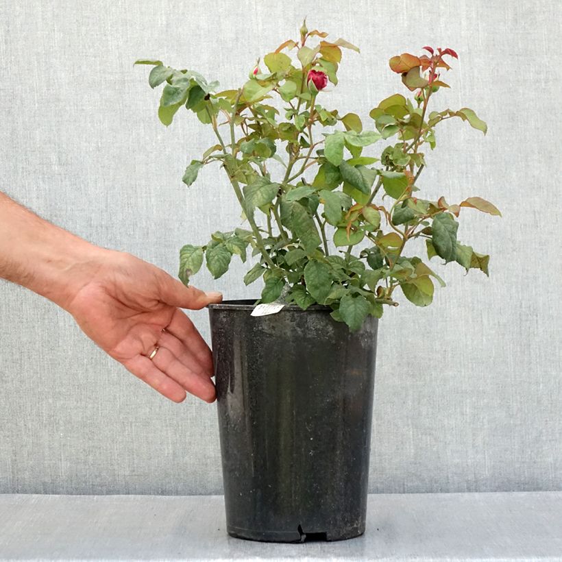 Exemplar von Rosa Young Lycidas - Englische Rose Topf mit 4L/5L wie im Sommer geliefert
