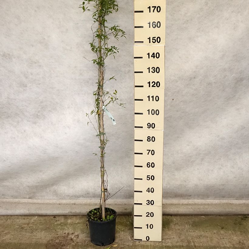 Exemplar von Rosa banksiae Lutea - Meran-Rose Topf mit 7,5L/10L wie im Herbst geliefert