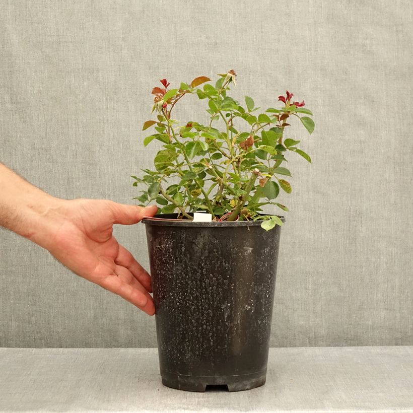 Exemplar von Rosa New Vesuvia - Bodendecker-Rose Topf mit 2L/3L wie im Sommer geliefert