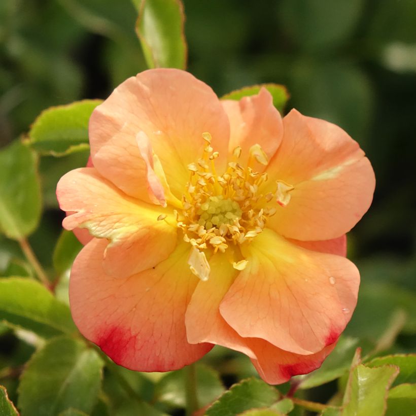 Rosa Calizia - Bodendecker-Rose (Blüte)