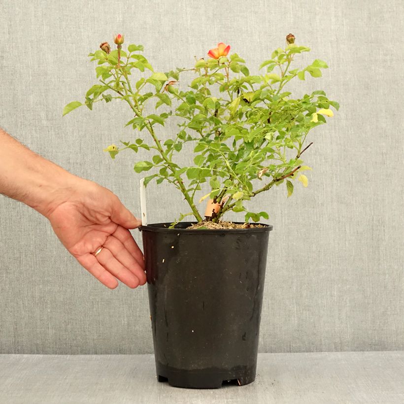 Exemplar von Rosa Calizia - Bodendecker-Rose Topf mit 4L/5L wie im Sommer geliefert