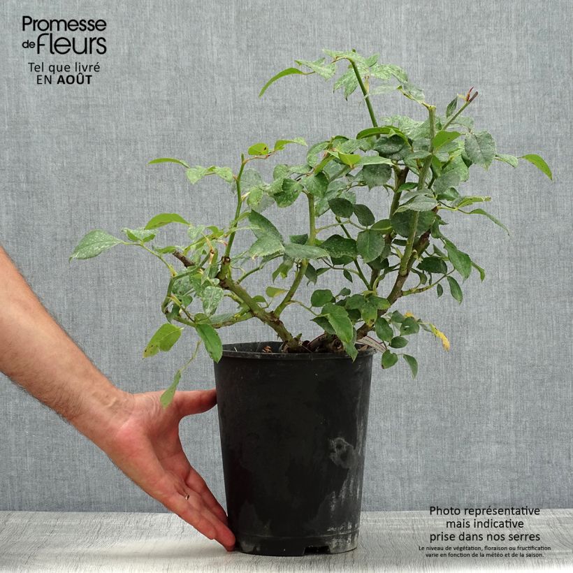 Exemplar von Rosa Crazy Pink Voluptia - Bodendecker-Rose Topf mit 4L/5L wie im Sommer geliefert
