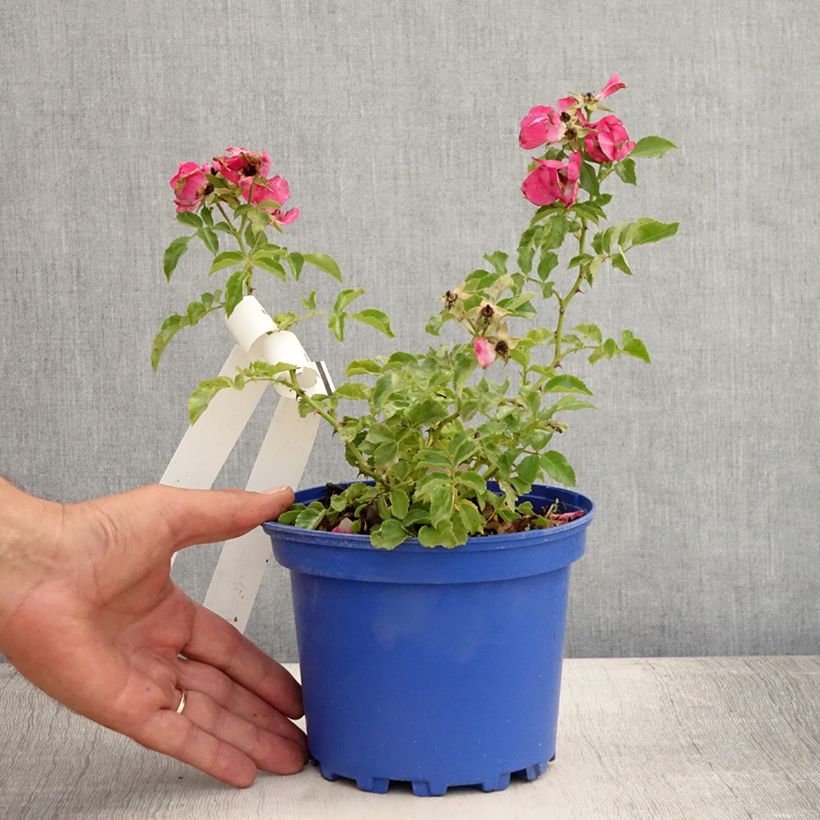 Exemplar von Rosa Heidetraum (Emera) - Bodendecker-Rose Topf mit 2L/3L wie im Sommer geliefert