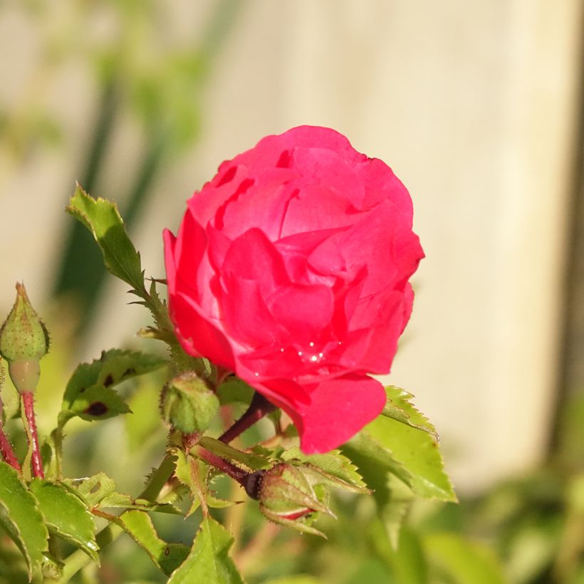 Rosa Heidetraum (Emera) - Bodendecker-Rose (Blüte)