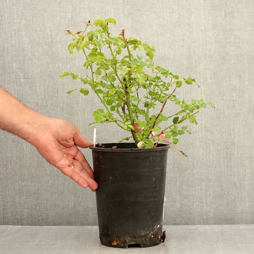 Exemplar von Rosa Heidetraum (Emera) - Bodendecker-Rose Topf mit 4L/5L wie im Sommer geliefert