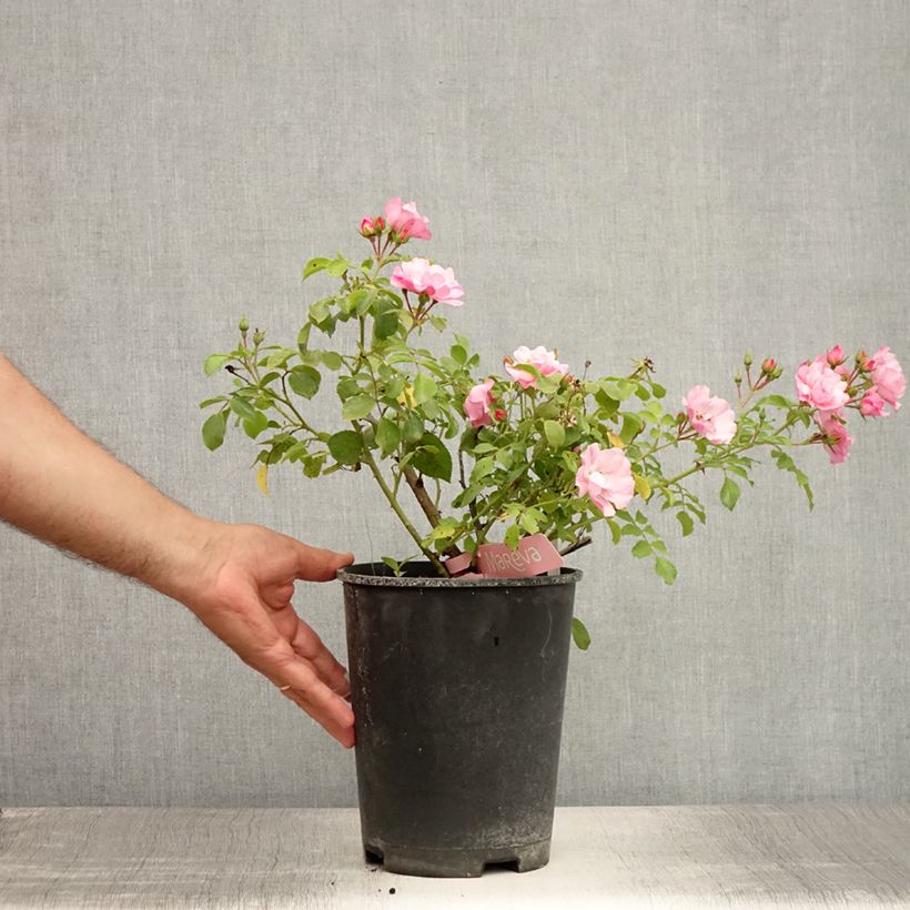 Exemplar von Rosa Mareva - Bodendecker-Rose Topf mit 4L/5L wie im Sommer geliefert