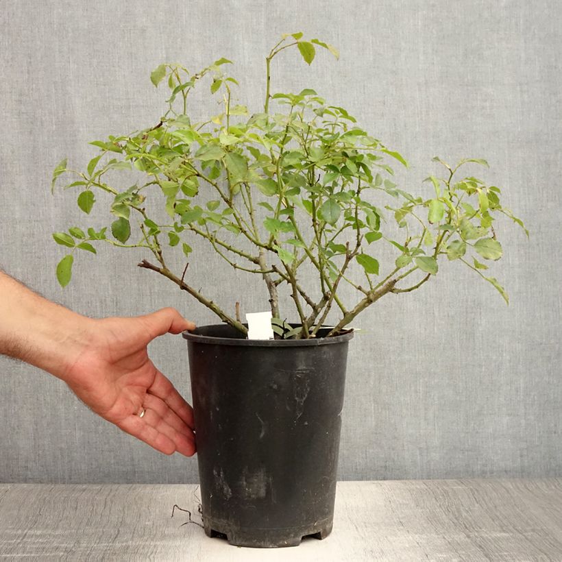 Exemplar von Rosa Schneeflocke (Opalia) - Rambler-Rose Topf mit 4L/5L wie im Sommer geliefert