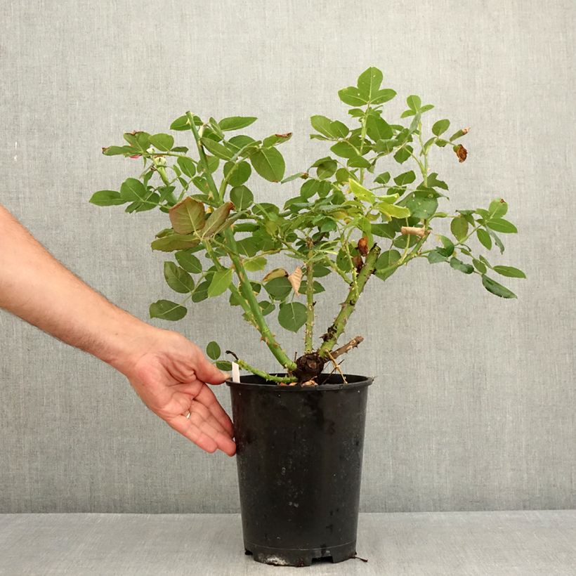 Exemplar von Rosa Dominica Intercomdoor - Moderne Hybrid-Rose Topf mit 4L/5L wie im Sommer geliefert