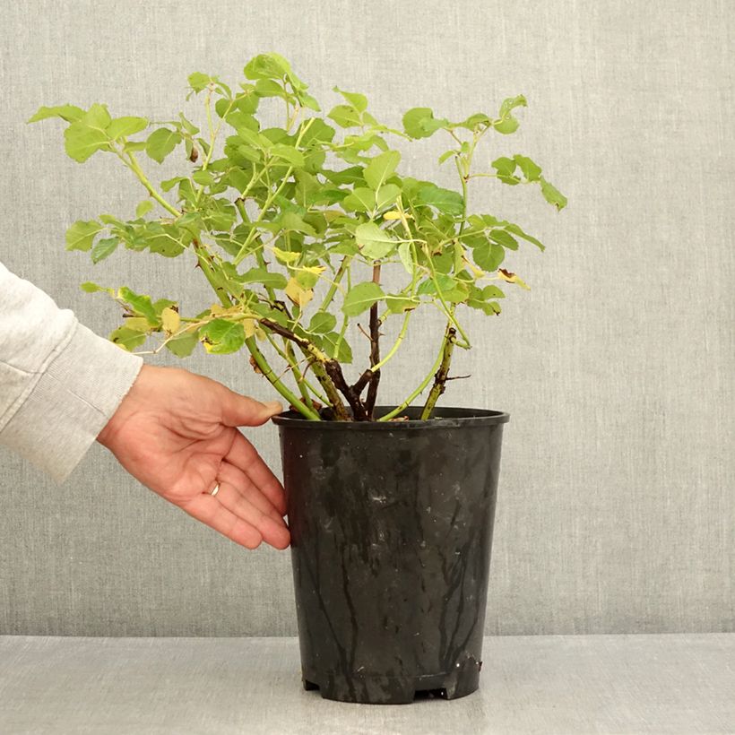Exemplar von Rosa Generosa Agnès Schilliger - Guillot Rose Topf mit 4L/5L wie im Sommer geliefert