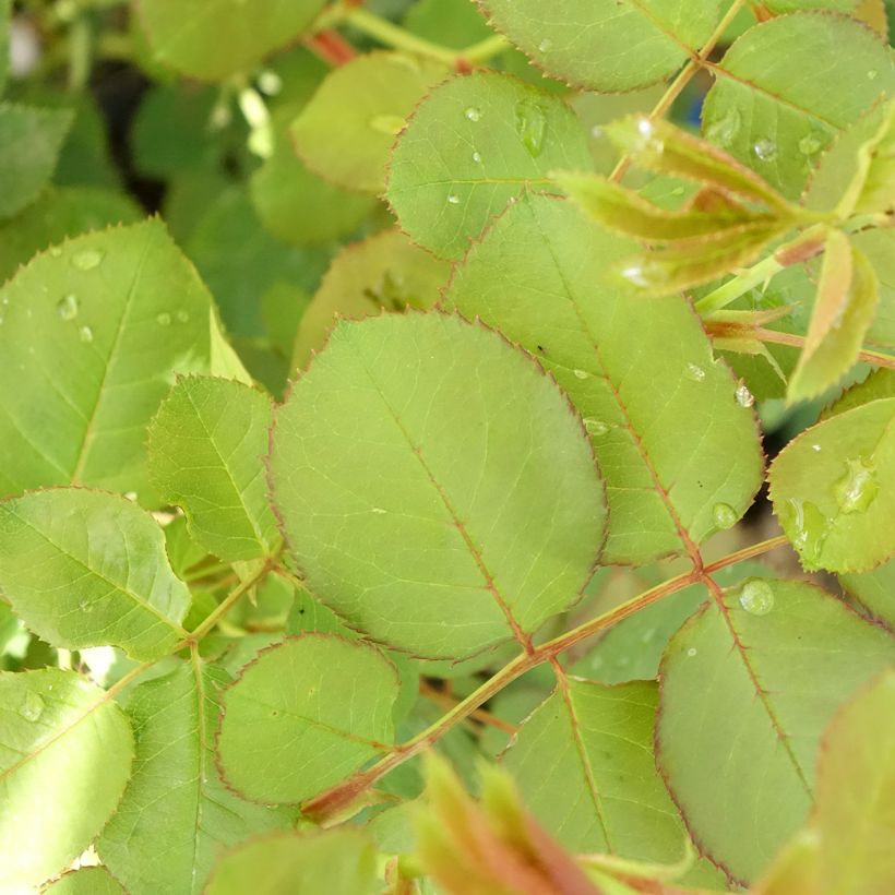Rosa Generosa Cybelle - Guillot Rose (Laub)