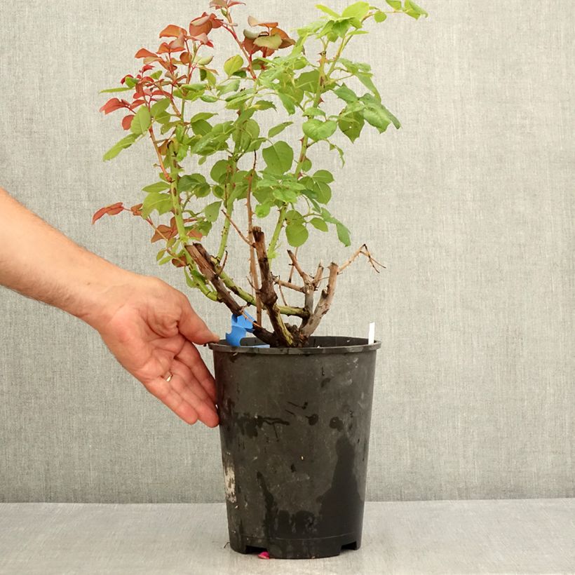 Exemplar von Rosa Generosa Elodie Gossuin - Guillot Rose Topf mit 4L/5L wie im Sommer geliefert