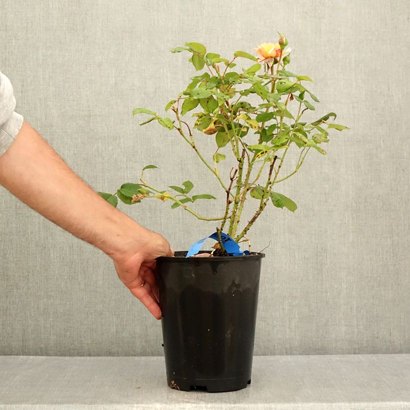 Exemplar von Rosa Generosa Fiona Gelin - Guillot Rose Topf mit 4L/5L wie im Sommer geliefert