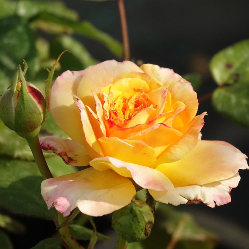 Rosa Generosa Fiona Gelin - Guillot Rose (Blüte)