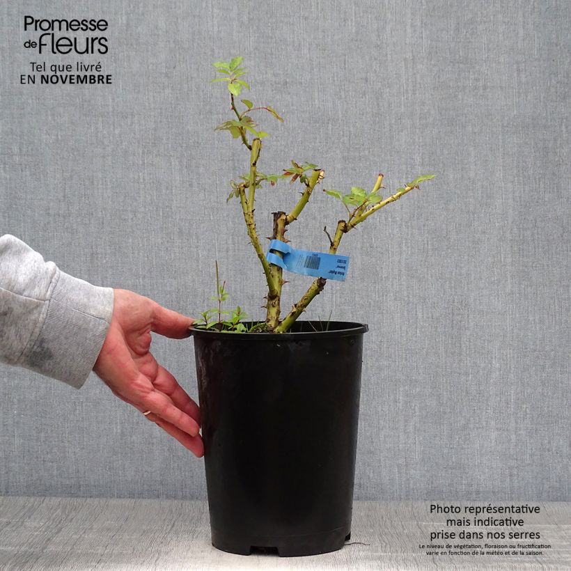 Exemplar von Rosa Generosa Nelson Monfort - Guillot Rose Topf mit 4L/5L wie im Herbst geliefert