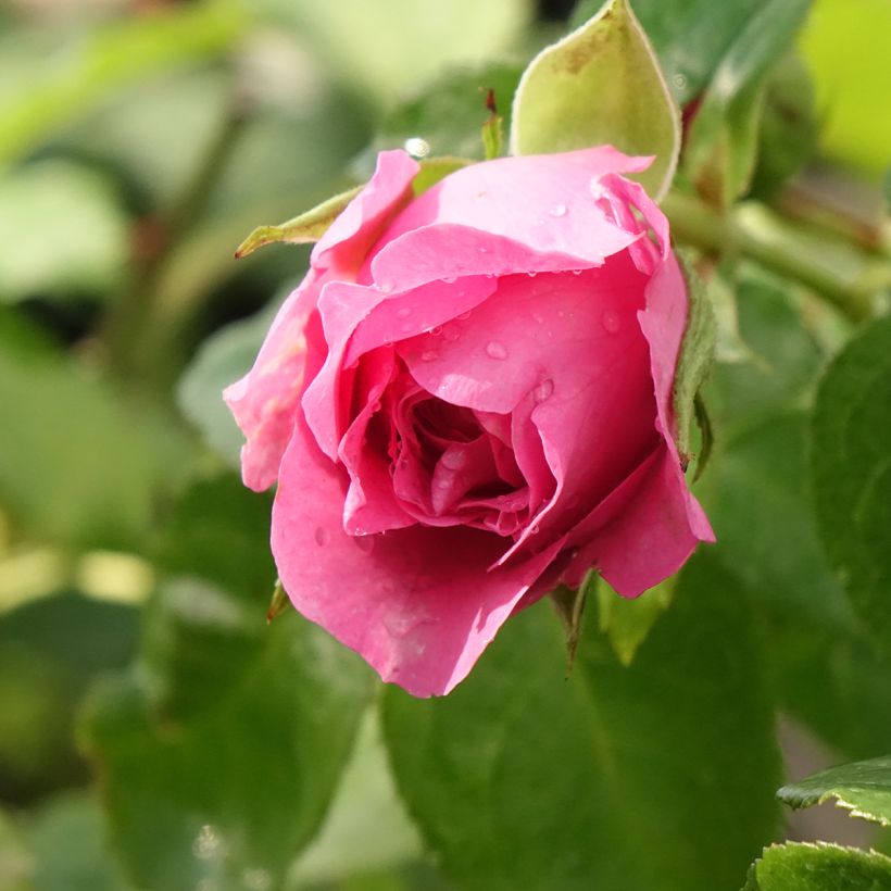 Rosa Generosa Paul Bocuse - Guillot Rose (Blüte)