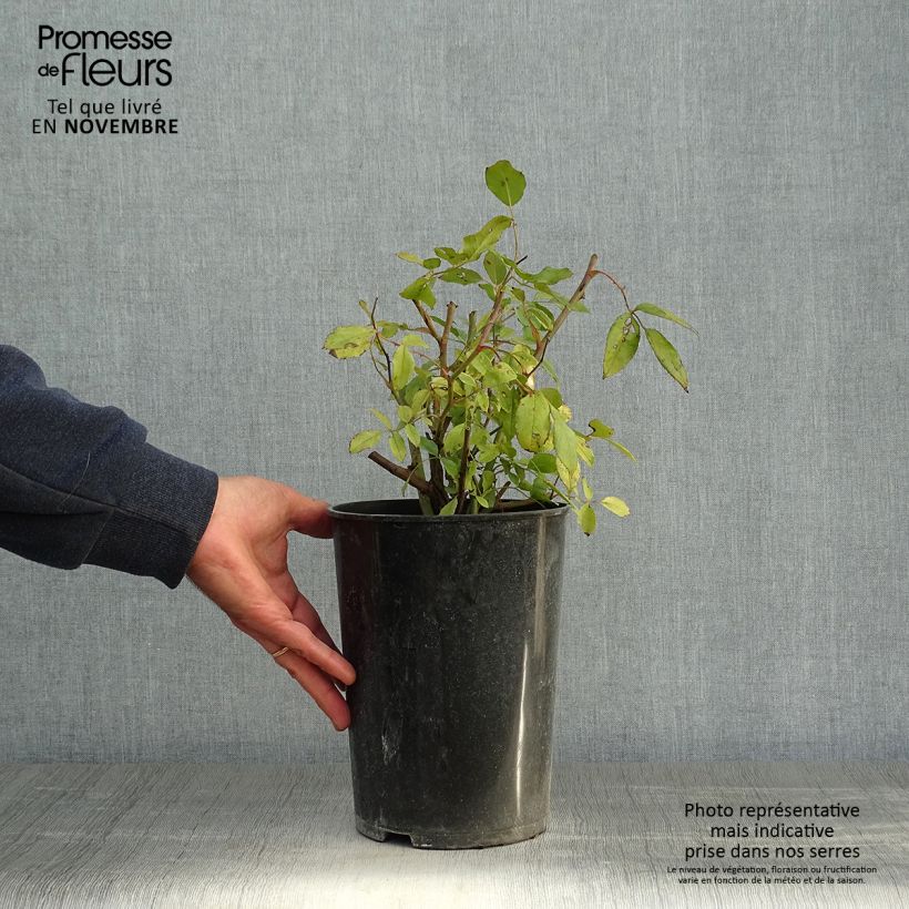 Exemplar von Rosa polyantha Cecile brunner - Kletterrose Topf mit 4L/5L wie im Herbst geliefert