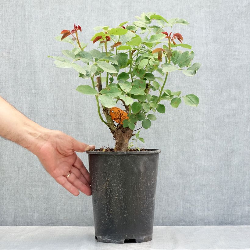 Exemplar von Rosier grimpant Cherry Explosion Topf mit 4L/5L wie im Sommer geliefert
