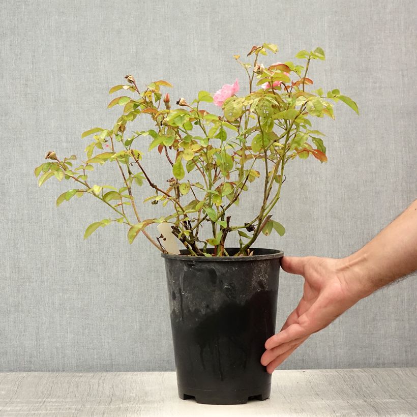 Exemplar von Rosa Clair Matin - Kletterrose Topf mit 4L/5L wie im Sommer geliefert