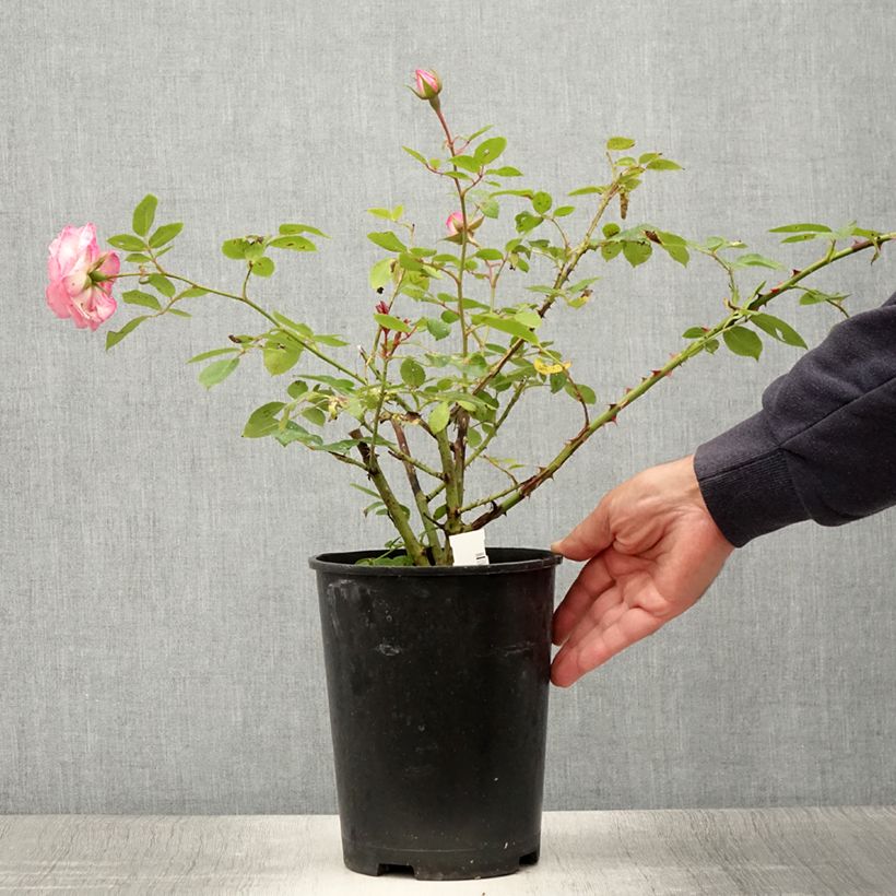 Exemplar von Rosa Coral Dawn - Kletterrose Topf mit 4L/5L wie im Sommer geliefert