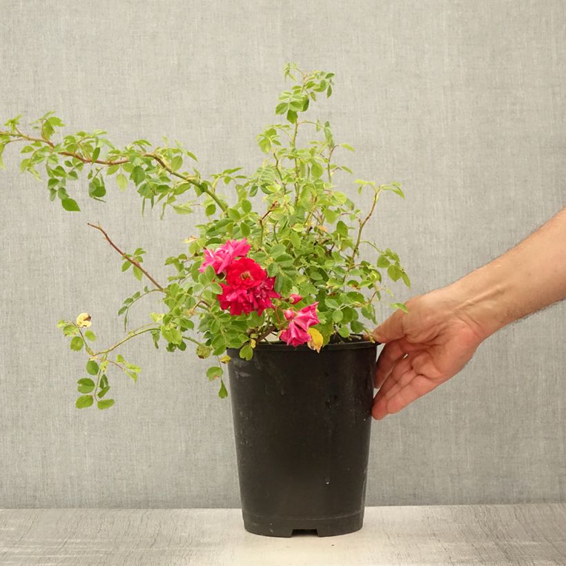 Exemplar von Rosa Crimson Shower - Kletterrose Topf mit 3L/4L wie im Sommer geliefert
