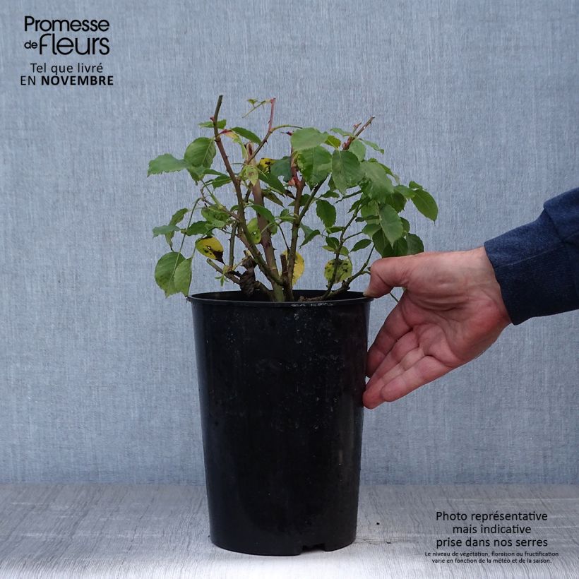 Exemplar von Rosa Etoile de Hollande - Kletterrose Topf mit 4L/5L wie im Herbst geliefert