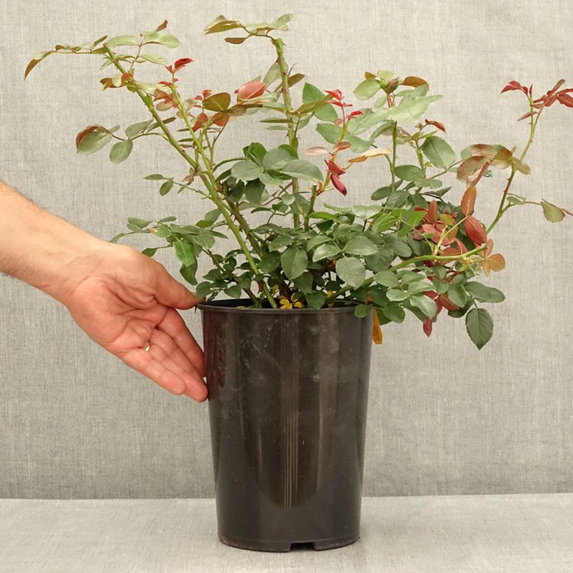 Exemplar von Rosa Florentina - Kletterrose Topf mit 4L/5L wie im Sommer geliefert