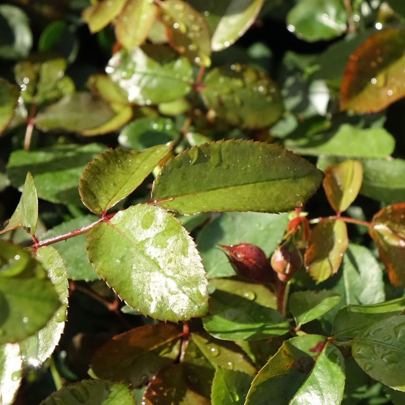 Rosa Florentina - Kletterrose (Laub)