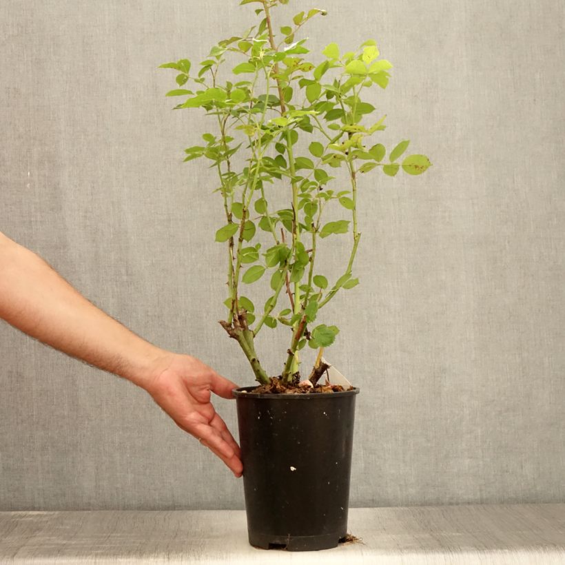 Exemplar von Rosa Golden Pareo Meipiyou - Kletterrose Topf mit 4L/5L wie im Sommer geliefert
