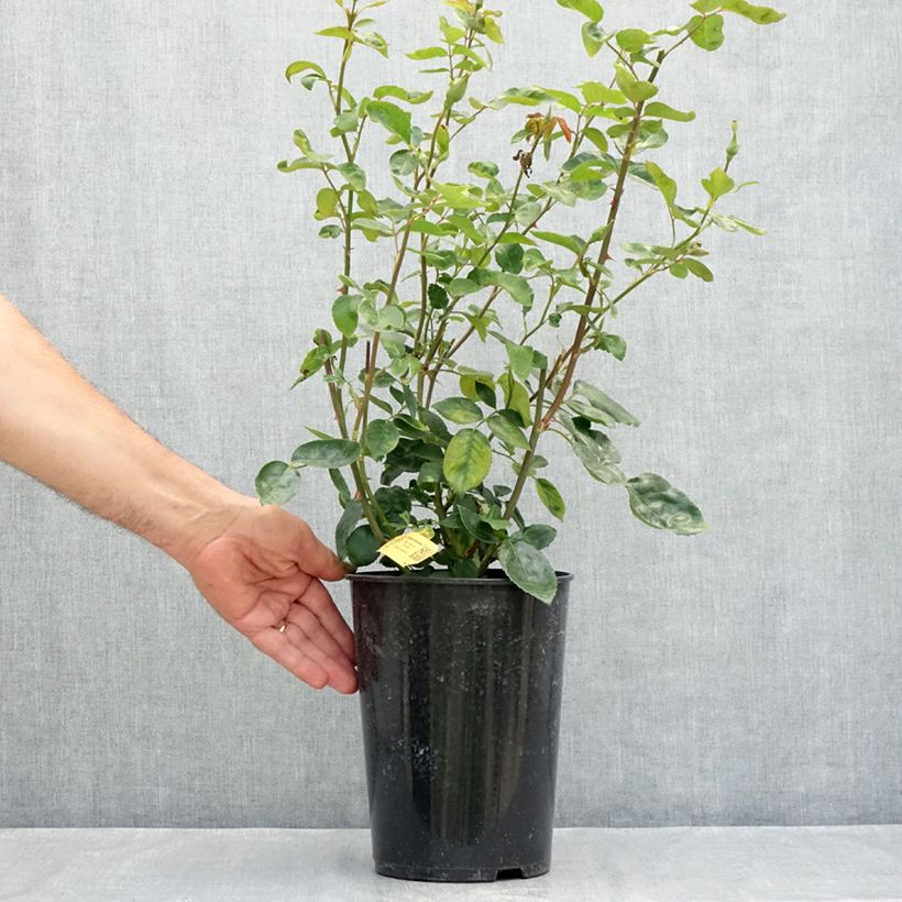 Exemplar von Rosa Golden Showers - Kletterrose Topf mit 4L/5L wie im Sommer geliefert