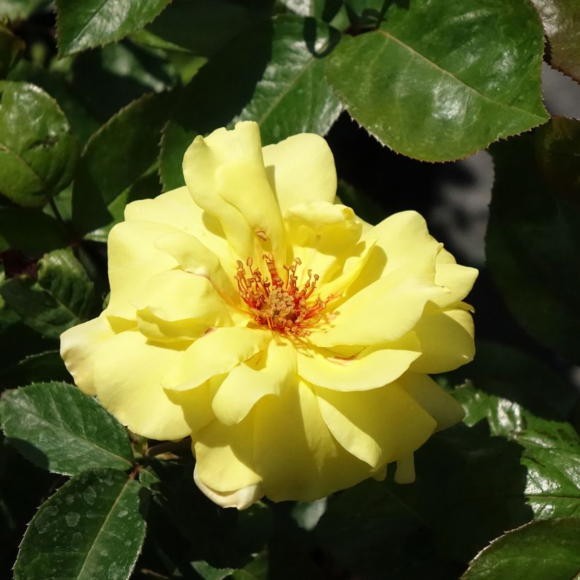 Rosa Golden Showers - Kletterrose (Blüte)