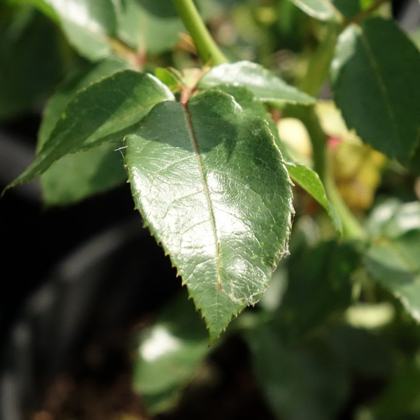 Rosa Goldfassade - Kletterrose (Laub)