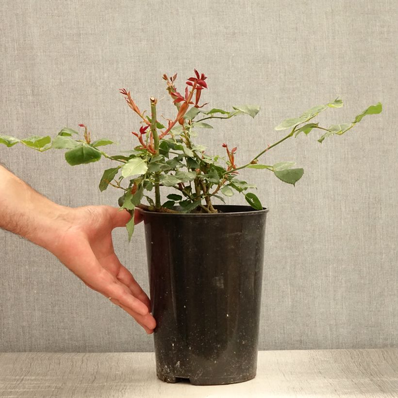 Exemplar von Rosa Guinée - Kletterrose Topf mit 4L/5L wie im Sommer geliefert