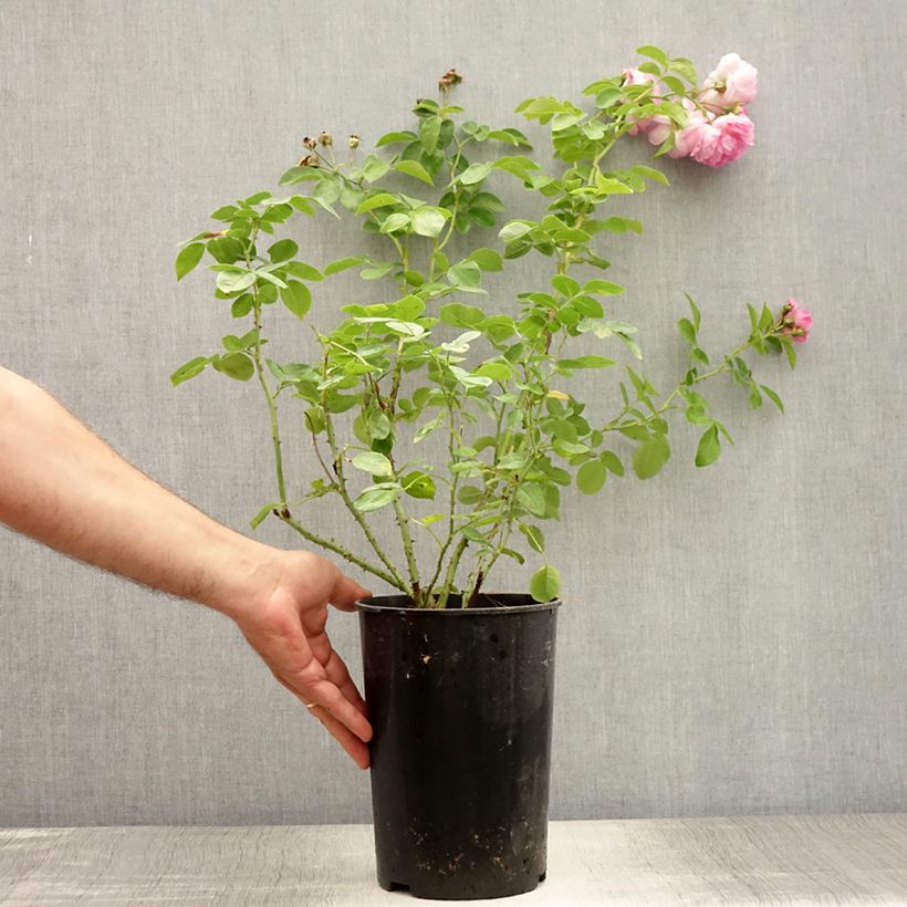 Exemplar von Rosa Jasmina - Kletterrose Topf mit 4L/5L wie im Sommer geliefert