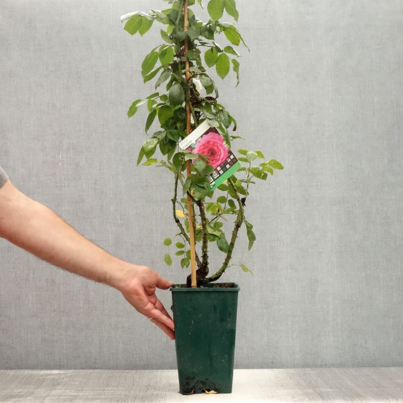 Exemplar von Rosa Laguna - Kletterrose Topf mit 4L/5L wie im Sommer geliefert