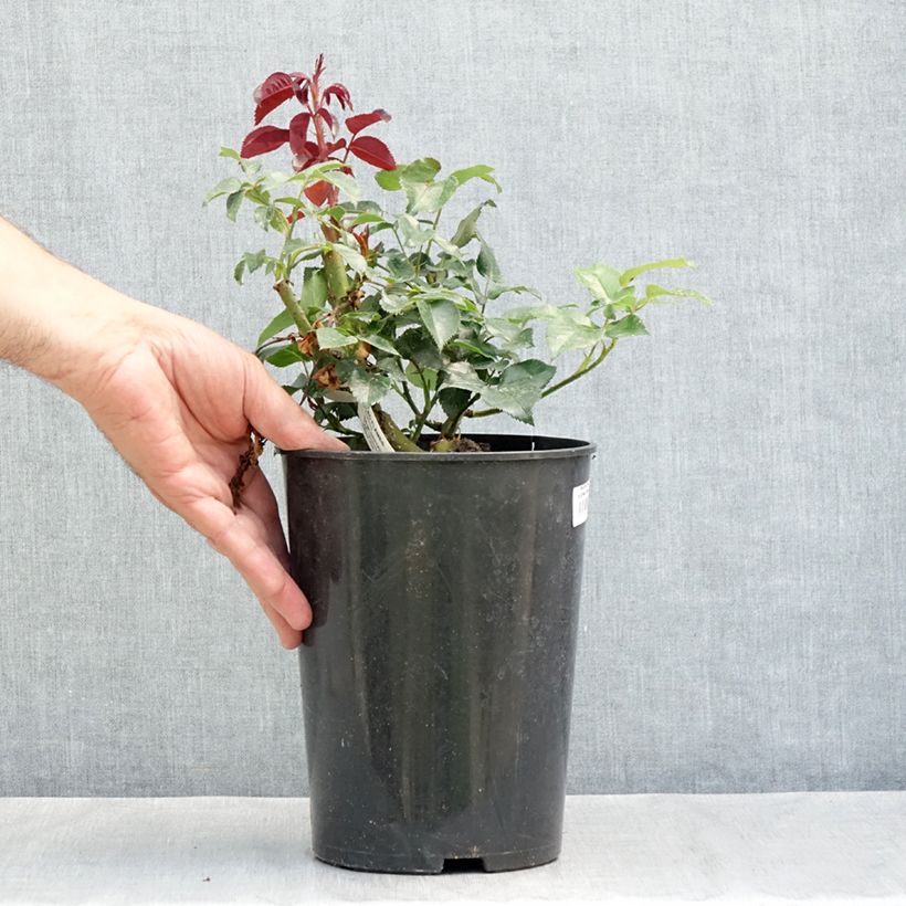 Exemplar von Rosa Le Grand Huit - Kletterrose Topf mit 4L/5L wie im Sommer geliefert