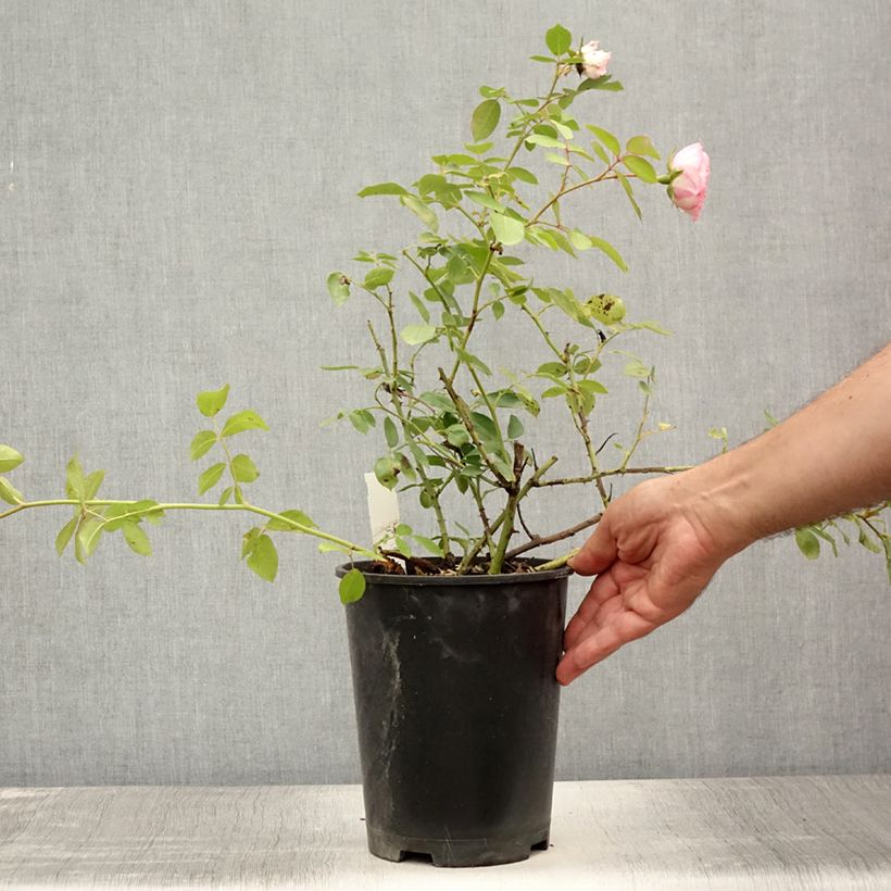 Exemplar von Rosa Mini Eden Rose - Kletterrose Topf mit 4L/5L wie im Sommer geliefert