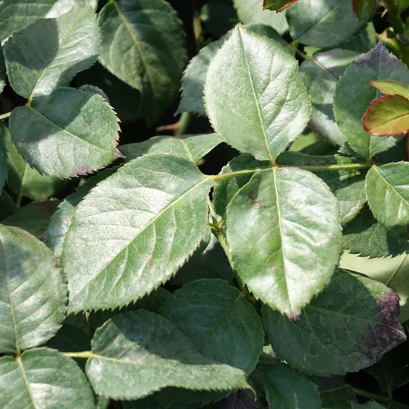 Rosa Oriental Peace - Kletterrose (Laub)