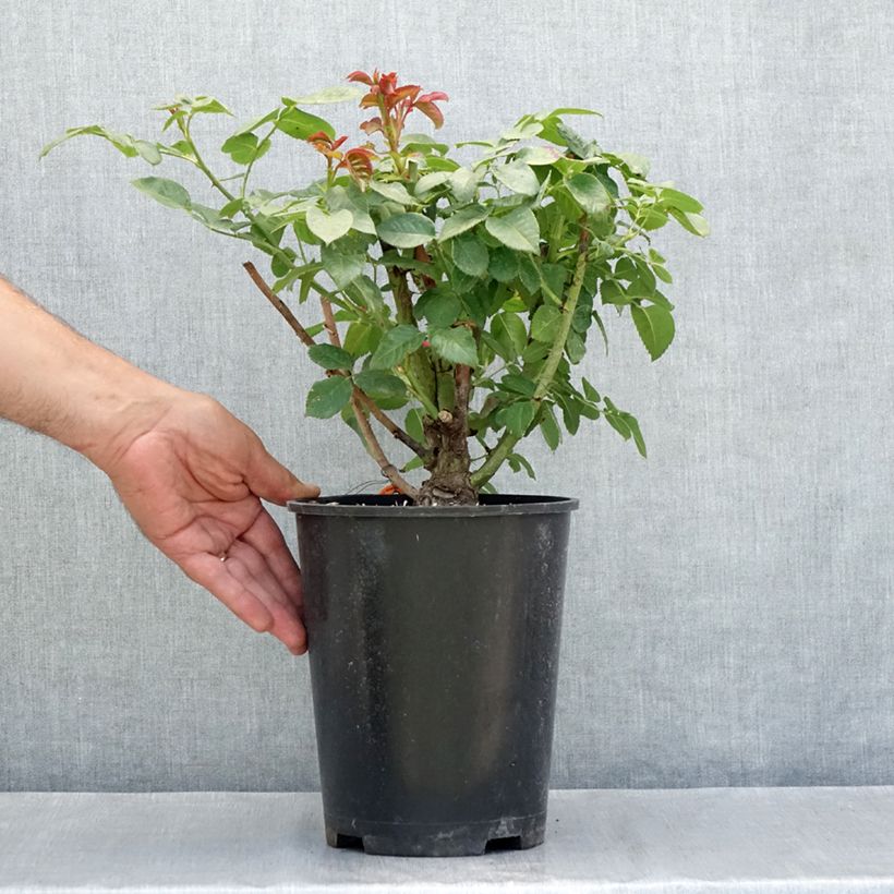 Exemplar von Rosier grimpant Oriental Peace Topf mit 4L/5L wie im Sommer geliefert