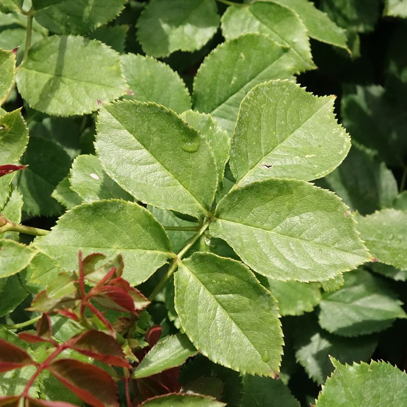 Rosa Palais Royal - Kletterrose (Laub)