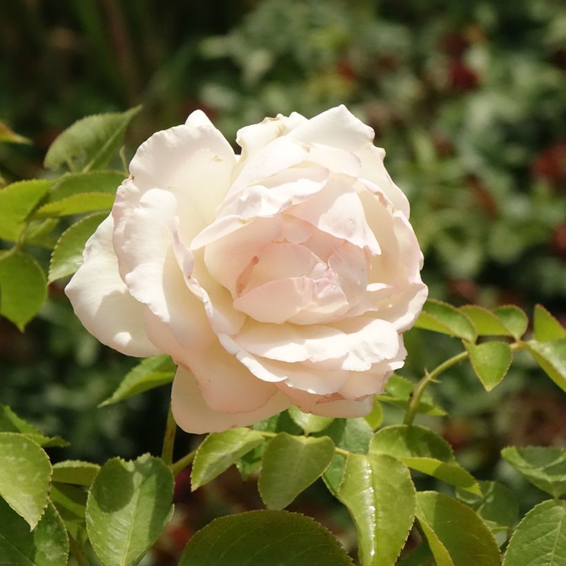 Rosa Palais Royal - Kletterrose (Blüte)