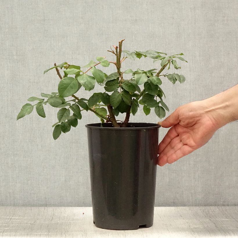 Exemplar von Rosa Parfuma Kiss me Kate - Kletterrose Topf mit 4L/5L wie im Sommer geliefert