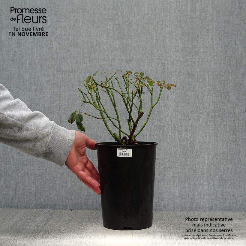Exemplar von Rosa Paul's Scarlet Climber - Kletterrose Topf mit 4L/5L wie im Herbst geliefert