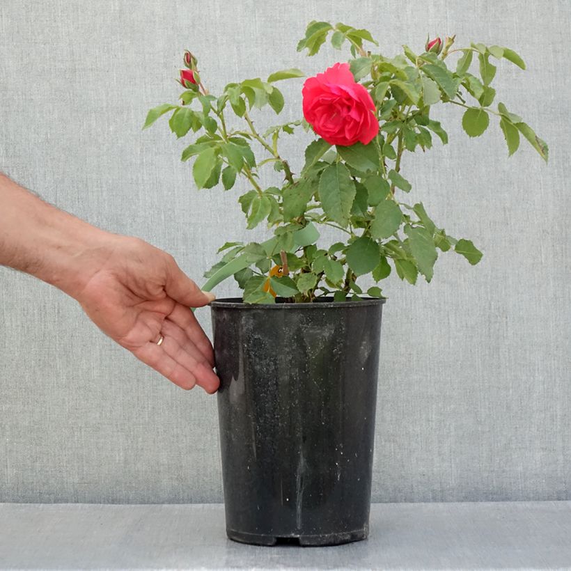 Exemplar von Rosa Rosarium Uetersen - Kletterrose Topf mit 4L/5L wie im Sommer geliefert