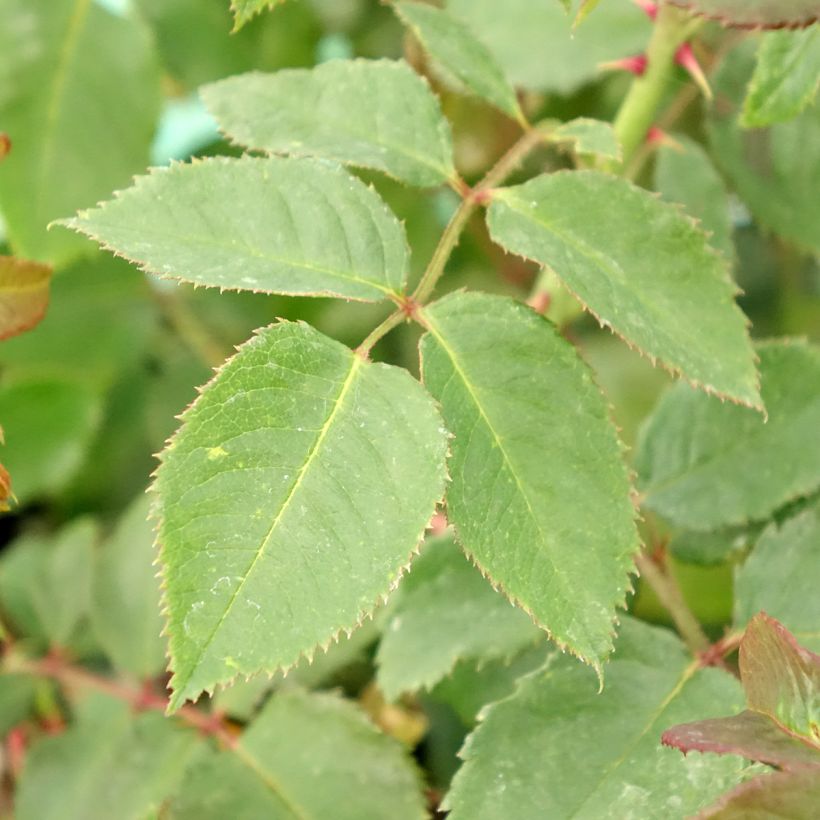 Rosa Klettermaxe - Kletterrose (Laub)