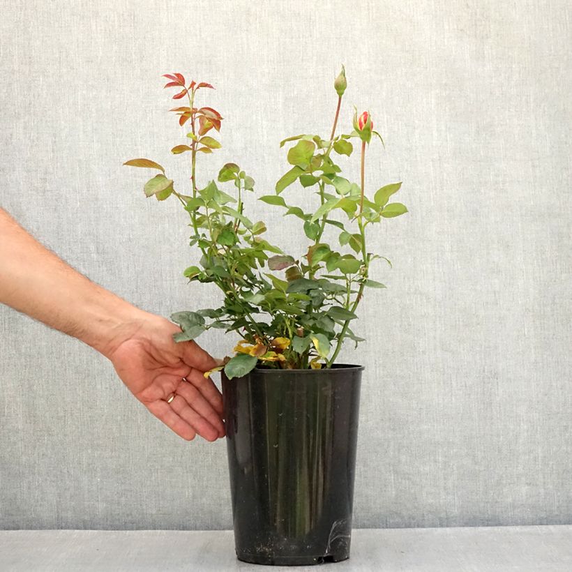 Exemplar von Rosa Shining Beauty - Kletterrose Topf mit 4L/5L wie im Sommer geliefert