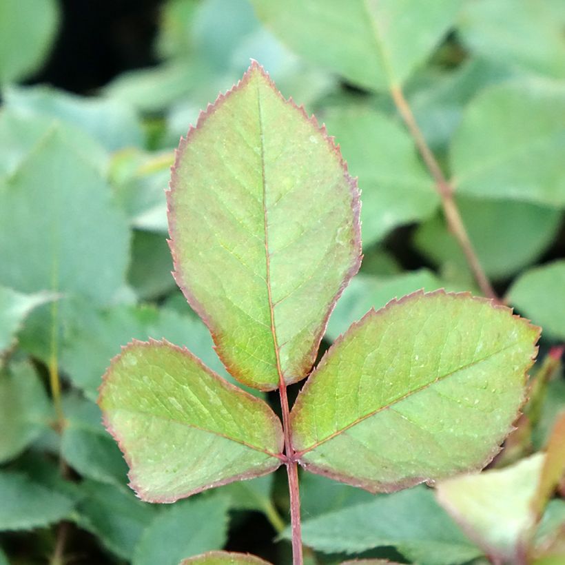 Rosa Shining Beauty - Kletterrose (Laub)