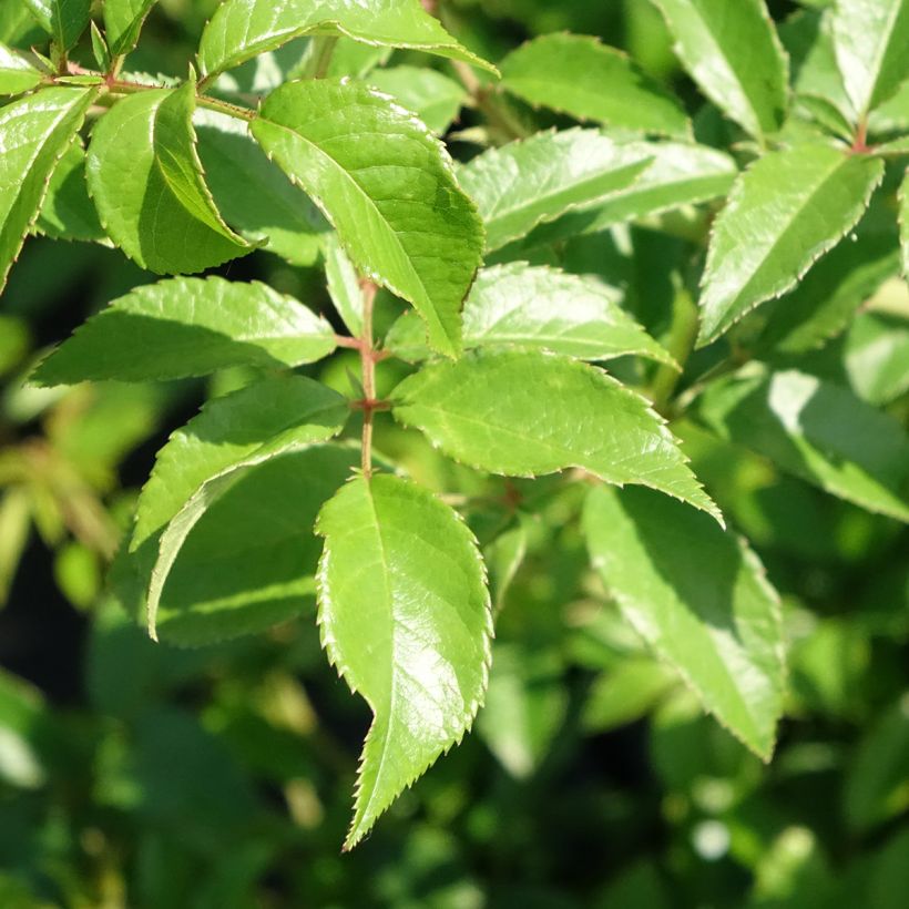 Rosa Siluetta Sunny - Kletterrose (Laub)