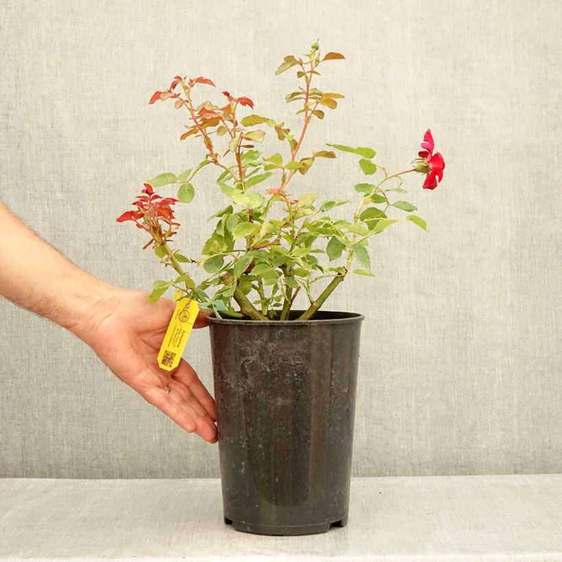 Exemplar von Rosa Sympathie - Kletterrose Topf mit 4L/5L wie im Sommer geliefert