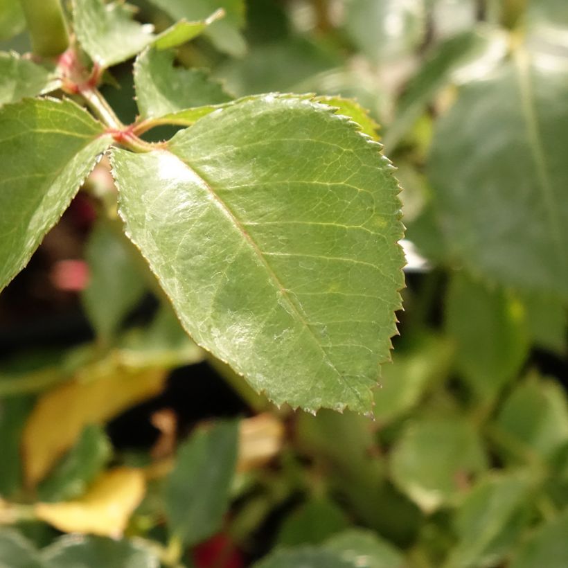 Rosa Sympathie - Kletterrose (Laub)