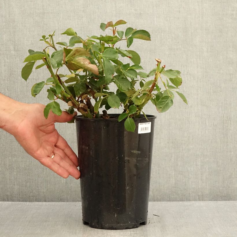Exemplar von Rosa That's Jazz - Kletterrose Topf mit 4L/5L wie im Sommer geliefert